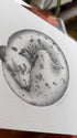 Dalmatian_Portrait_A4_2