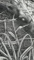 Drawing of the discarded Galgo
