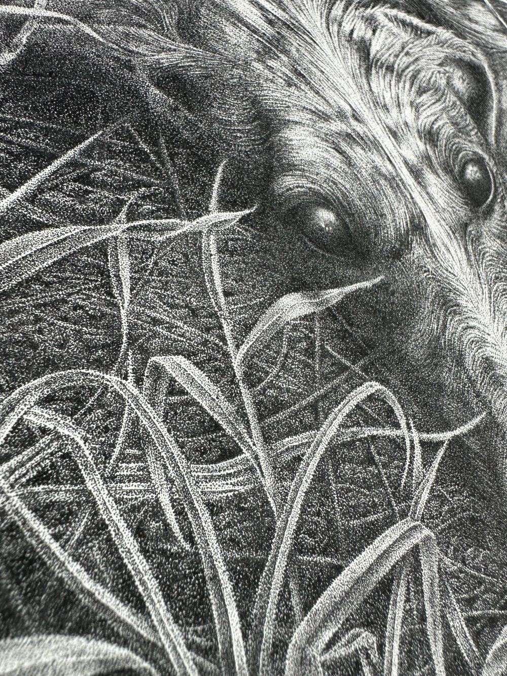 Drawing of the discarded Galgo