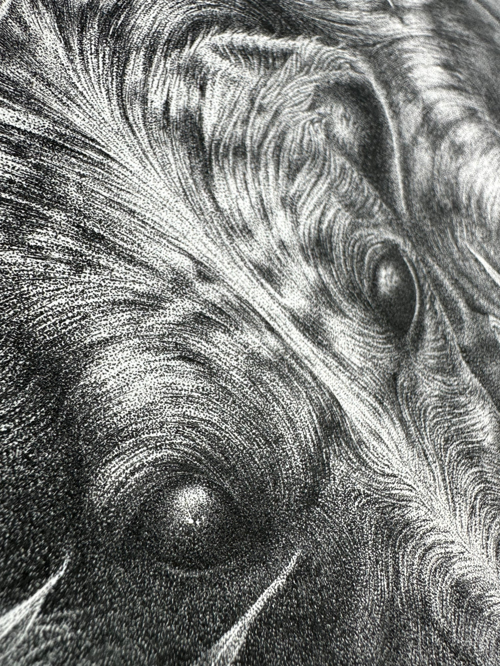 Drawing of the discarded Galgo
