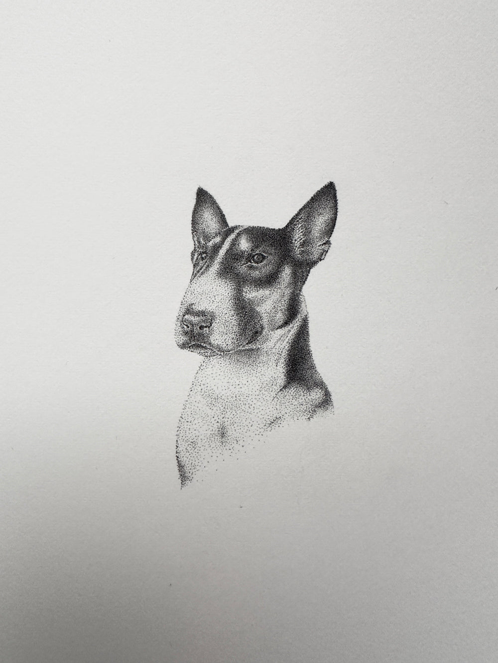 Dog portrait, ink drawing og a bull terrier