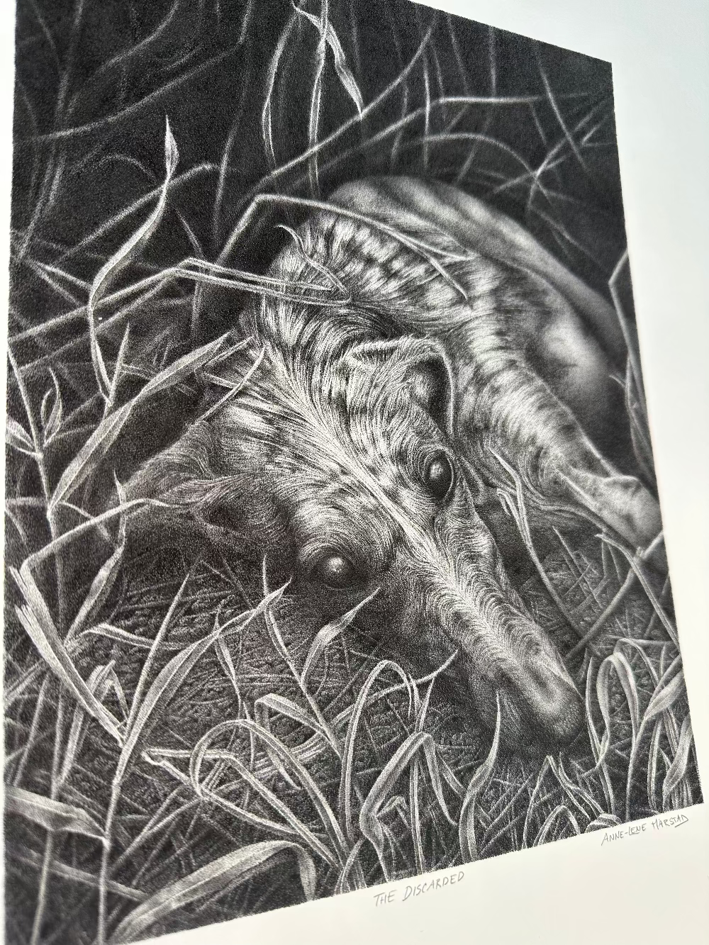 Artwork of a spanish galgo