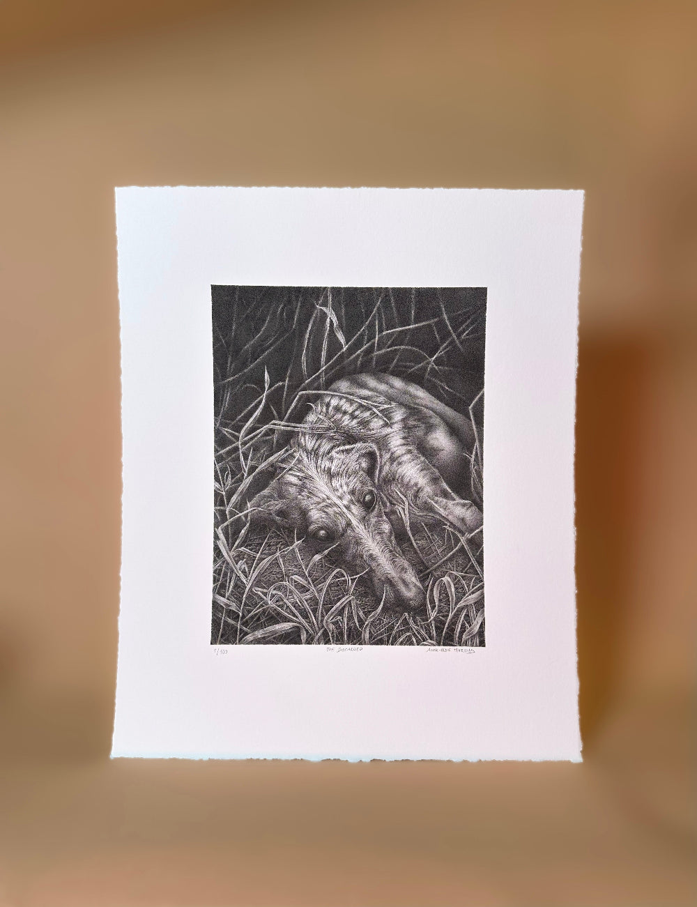 Drawing of the discarded Galgo