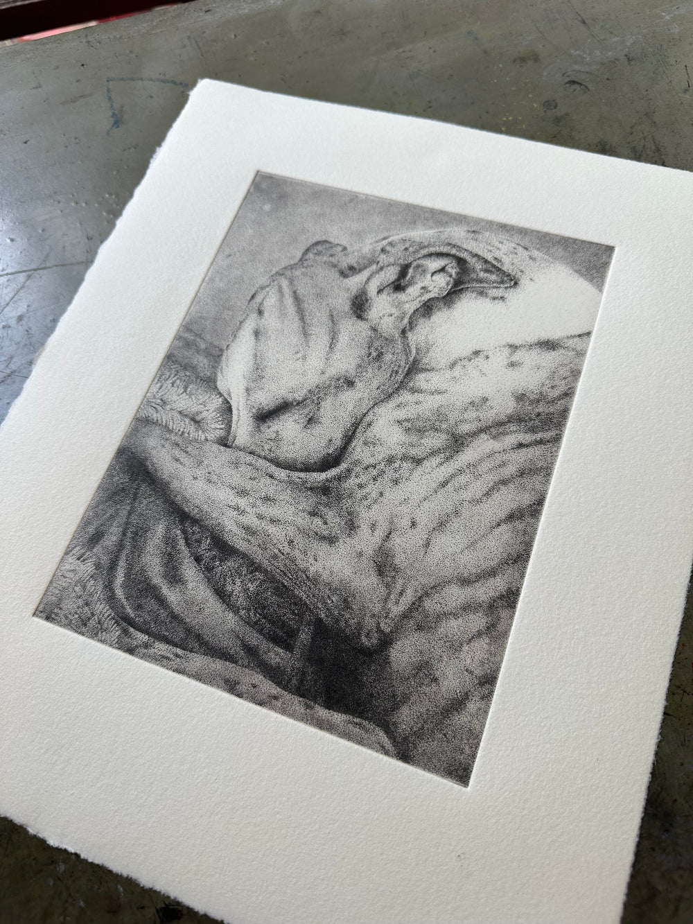 Photopolymer print of a sleeping Whippet 