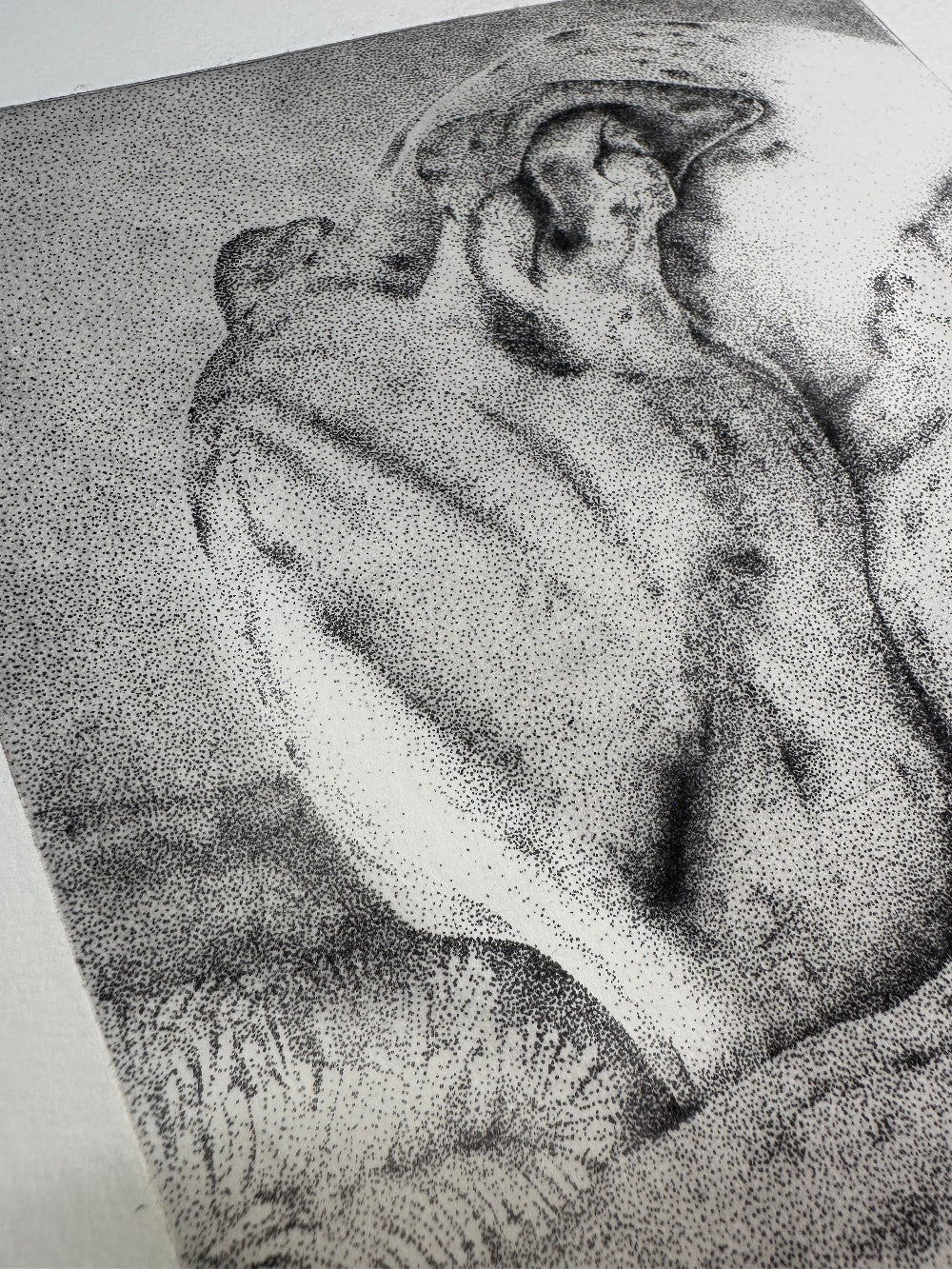 Photopolymer print of a sleeping Whippet 