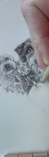 Mini Pet portrait drawing
